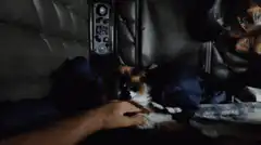 Man petting cat in airplane seat