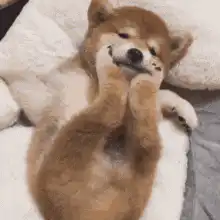 Shiba Inu puppy sleeping with paws on face