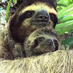 mother and baby sloth