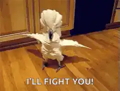 Cockatoo I'll Fight You