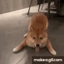 Shiba Inu dog smiling and panting