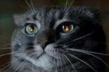 Cat with glowing eyes