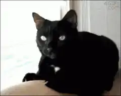 Black cat licks treat then yawns