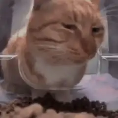 Orange cat wearing a cone looking unimpressed
