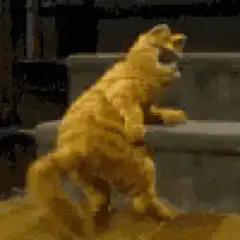 Orange cat dancing on hind legs