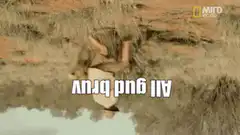 Giraffe falling into water