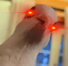 pigeon with laser eyes
