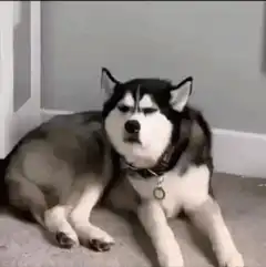 Husky squinting and blinking