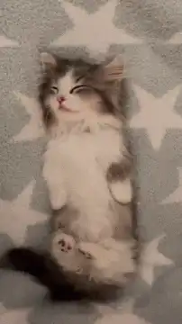 kitten wrapped in star blanket
