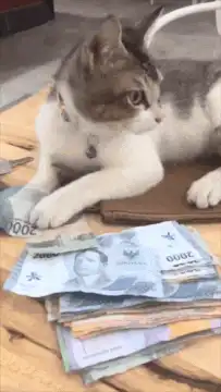 cat pulling money