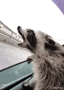 Raccoon screaming in a car