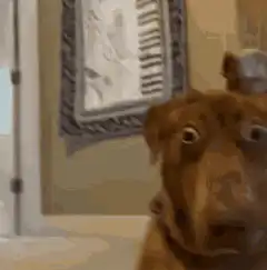 Dog with wide eyes and object on head