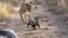 Lion cub and honey badger standoff