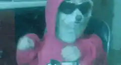 doge in hoodie and sunglasses