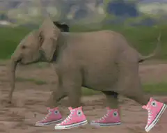 Elephant walking in pink sneakers
