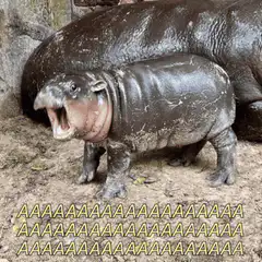 Baby hippo screaming and getting sprayed