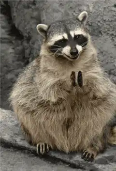 Raccoon clapping hands