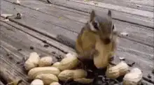 chipmunk stuffing peanuts cheeks