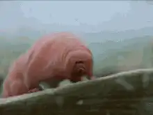 Pink tardigrade walking and jumping