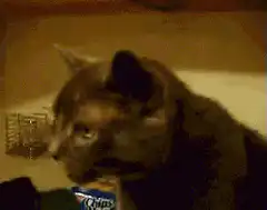 Cat eating chips and licking lips
