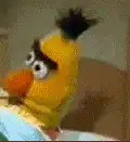 Bert looking confused