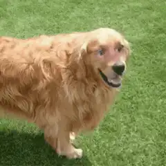 Golden Retriever with Human Face