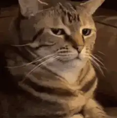 judgy cat zooming in