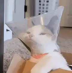 Cat in cone looking grumpy