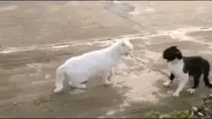 Cat standing on hind legs facing dog