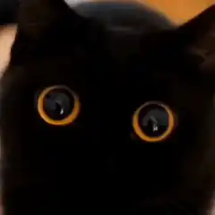 Black cat with wide orange eyes