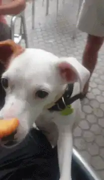 Dog excitedly eats a carrot