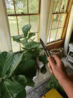 Hand holding a knife near a plant