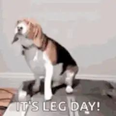 Beagle howling leg day