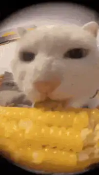 white cat eating corn cob