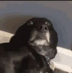 Shocked black dog zooming in