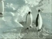 penguin falls over backwards