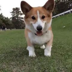 Corgi running towards camera