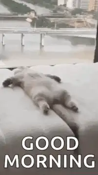 cat stretching on couch good morning