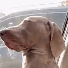 Dog enjoying the wind in a car
