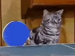 cat playing ping pong