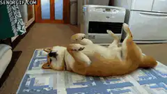 Corgi rolling on back