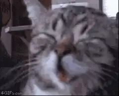 Cat sneezing with eyes closed