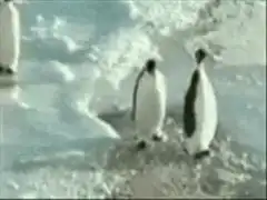 Penguin slips on ice