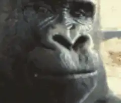 gorilla chewing and looking around
