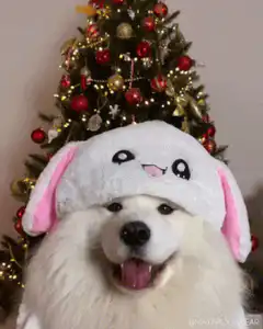 Dog wearing bunny ears hat