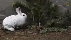 White rabbit hops away