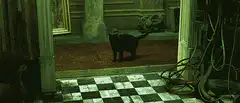 Black cat walking through doorway