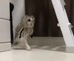 Owl walking like a human