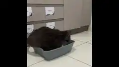 Cat flips over litter box
