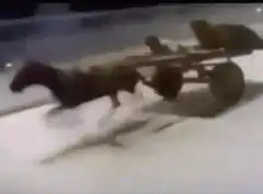Dog pulling a cart
